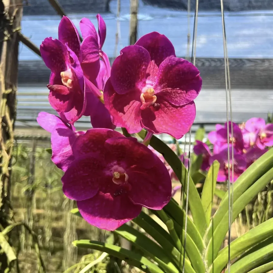Vanda Lumpini Red × Fuchsia