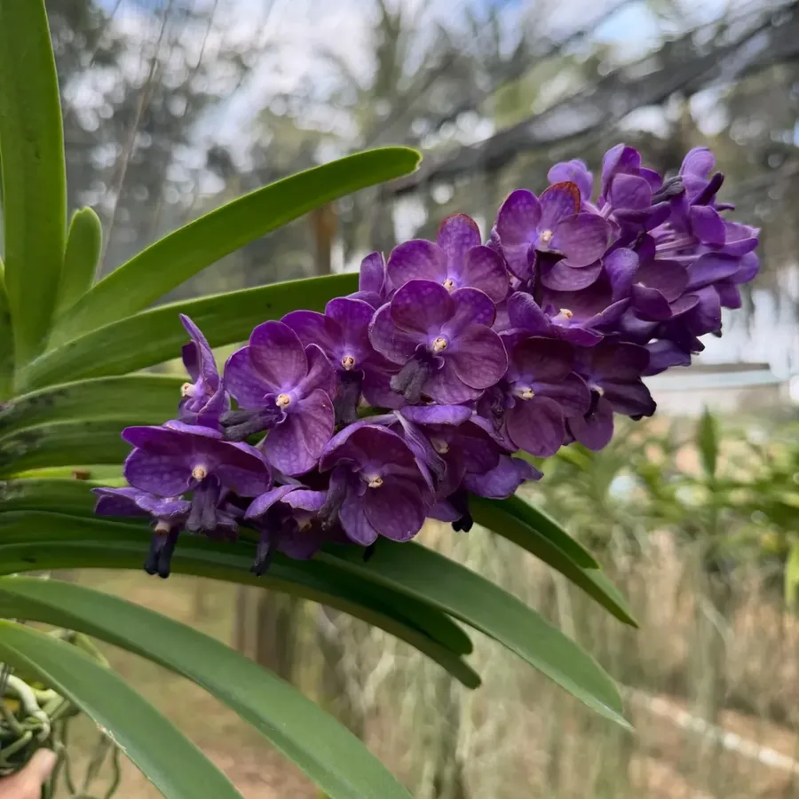 Hybrid Blue Fragrant Vanda Orchid – (Bangsai Star) Hybrid, Limited Collector’s Pick