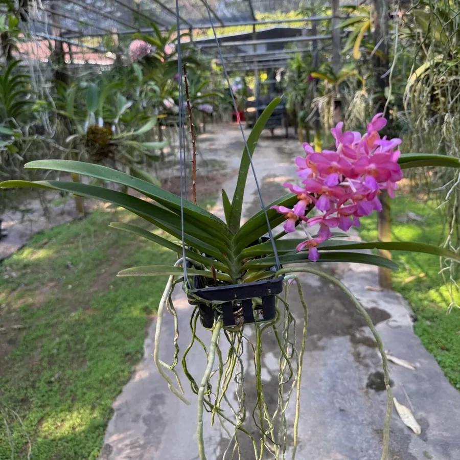 Vanda Pine River rose