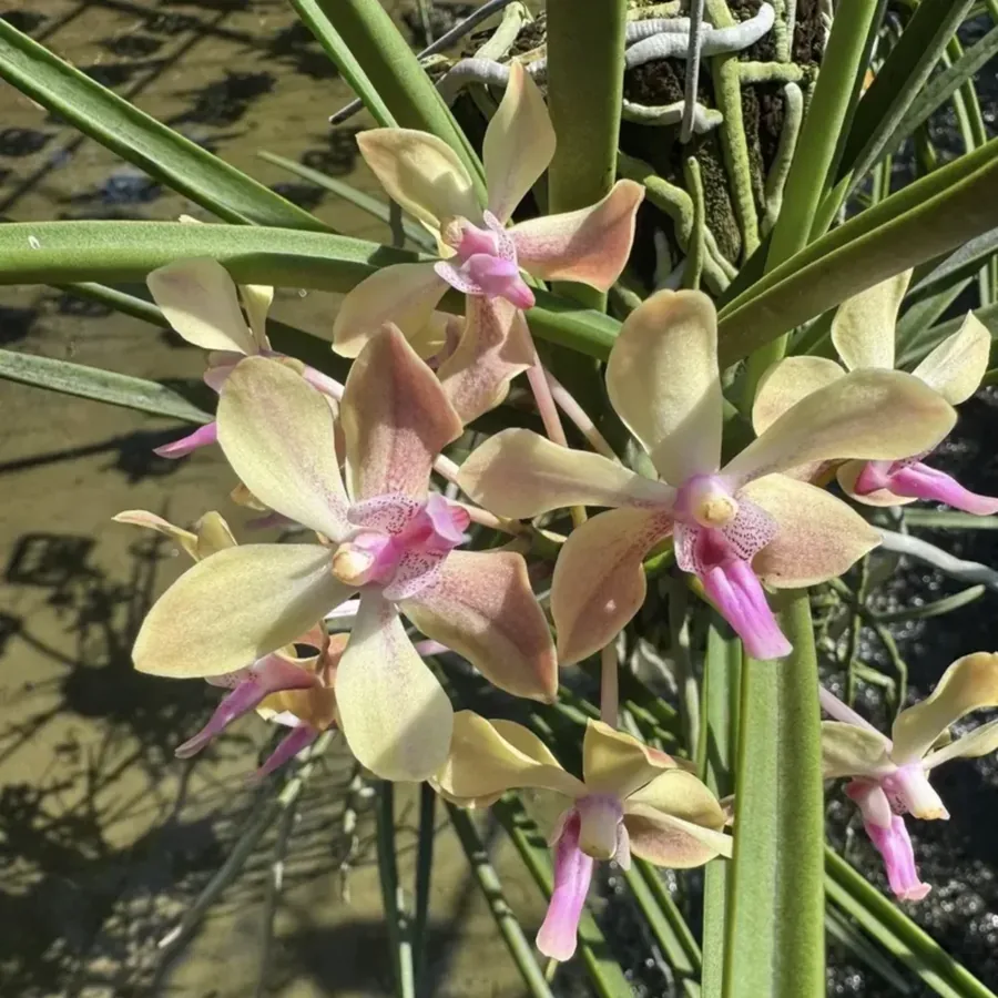 Set of 3 Fragrant Apricot Sunset Vanda Orchid Seedlings Rare Midnight Blooms