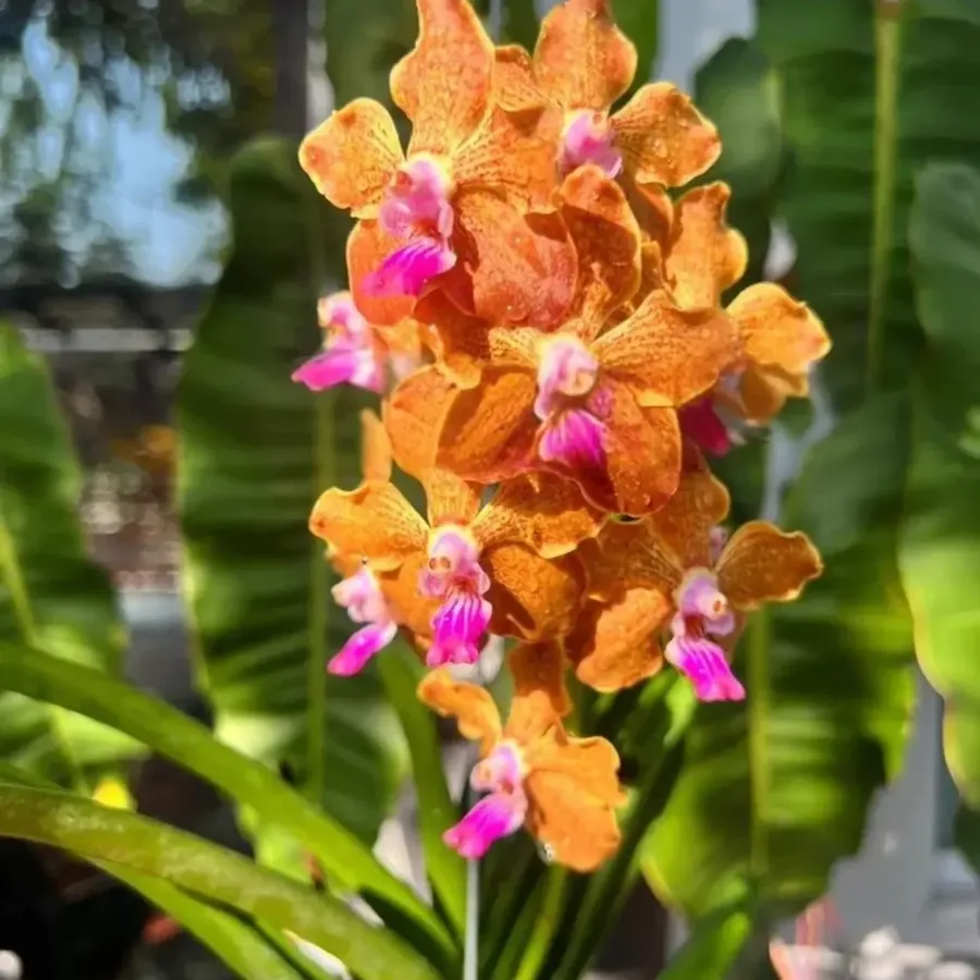 Vanda parfumée — Couleur surprise