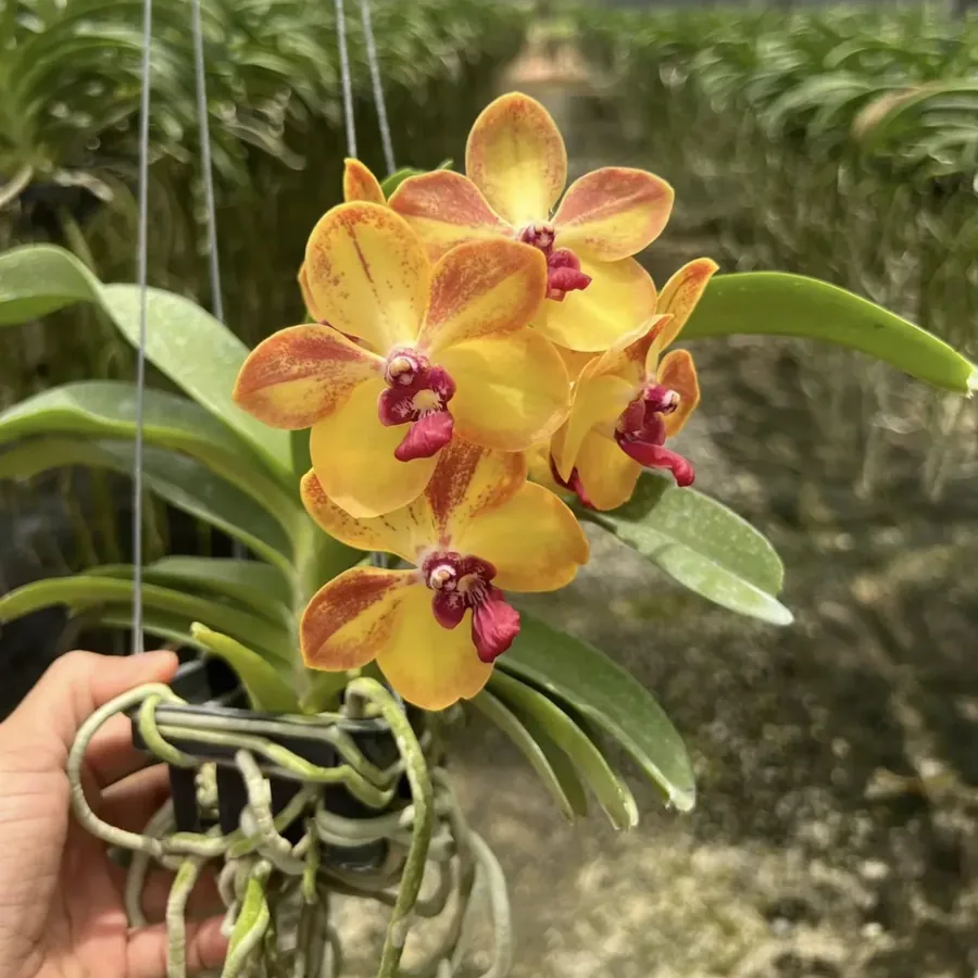 Vanda Ploenpit Prize