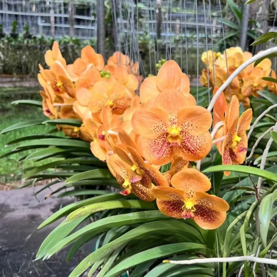Vanda Golden Glow