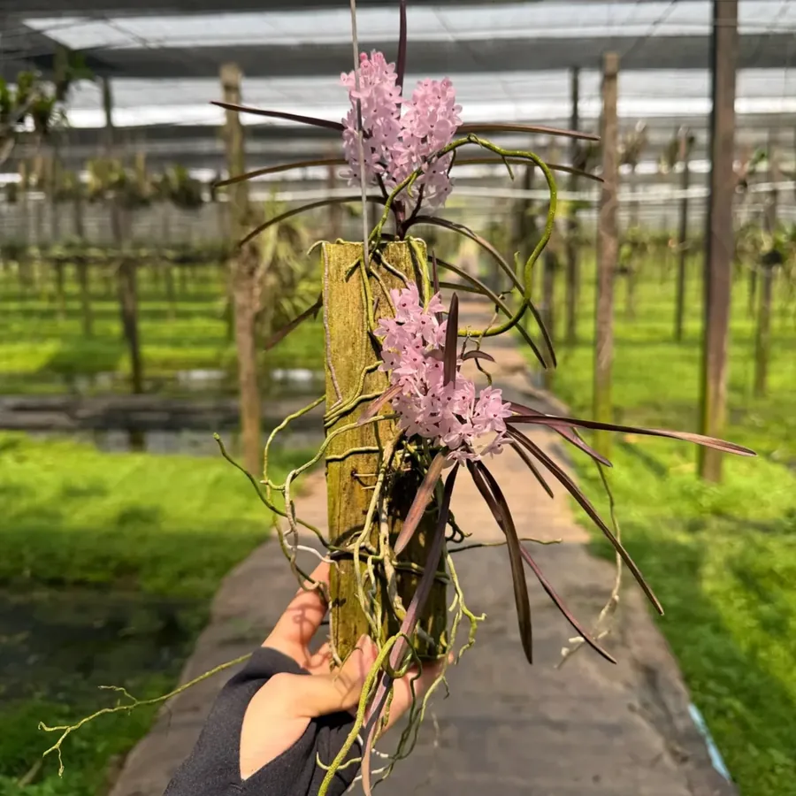 Ascocentrum rose