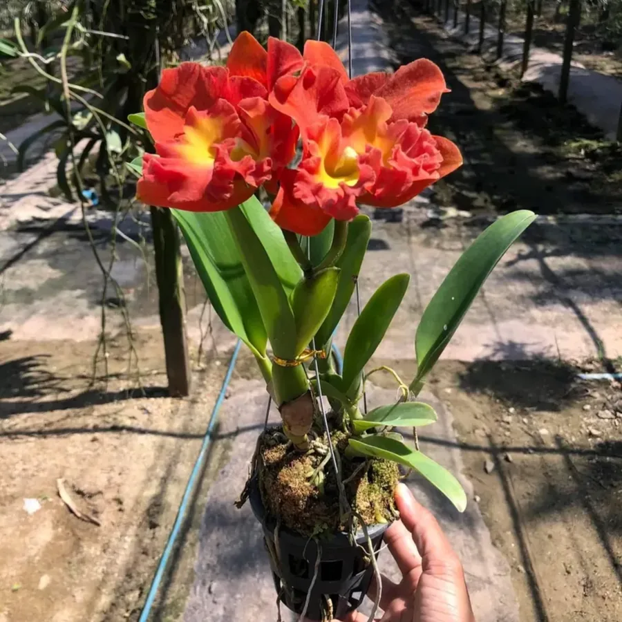 Cattleya Star of Siam