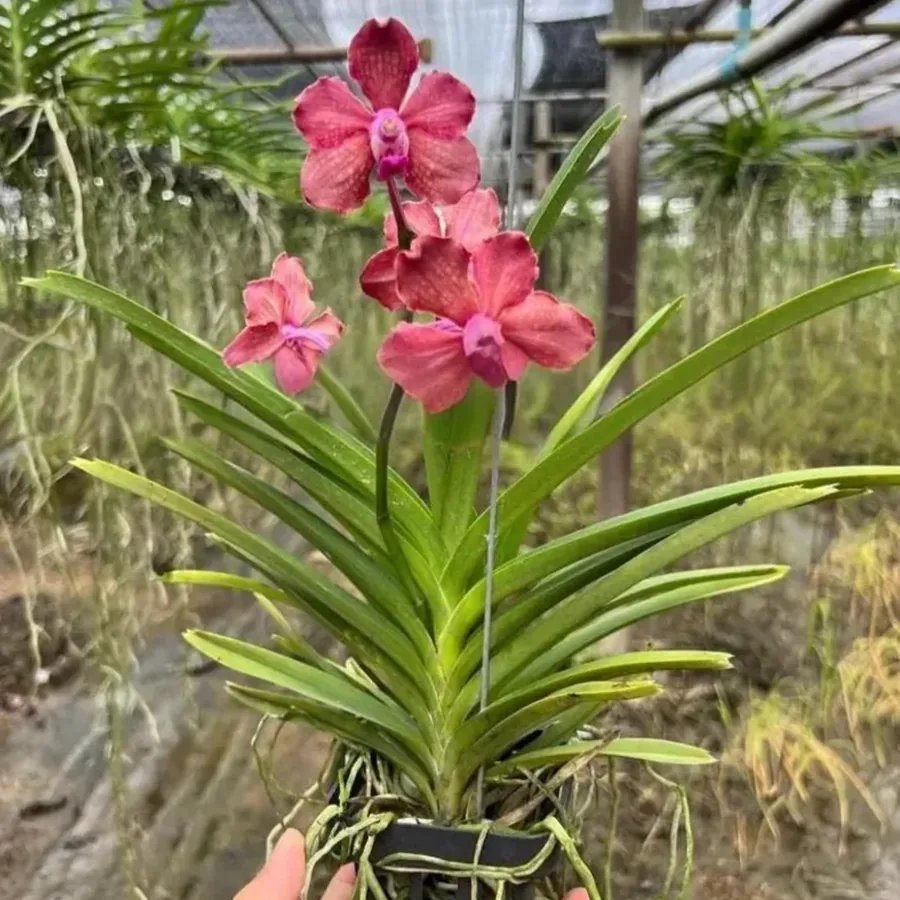 Rosy Glow Vanda Orchid Pink Thai
