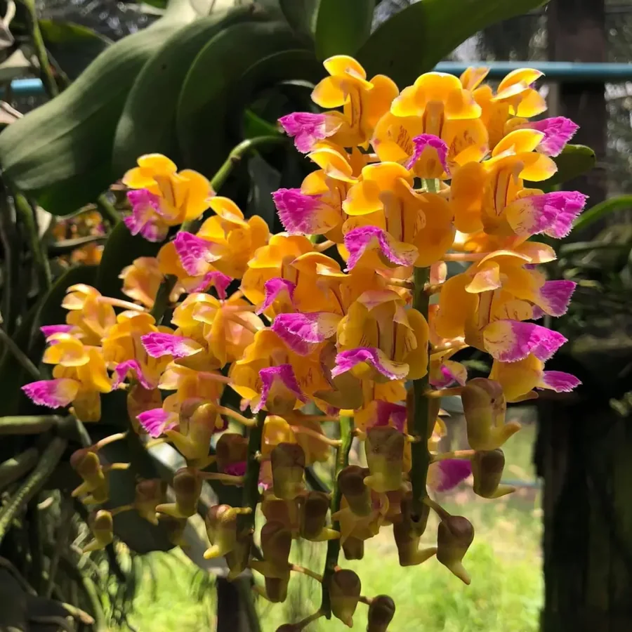 Aerides houlletiana Yellow Korat