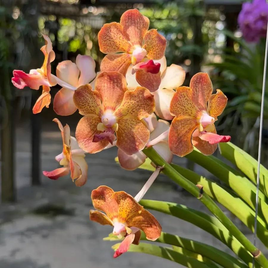 Vanda Orange Orchid: Fragrant Bloom Unique
