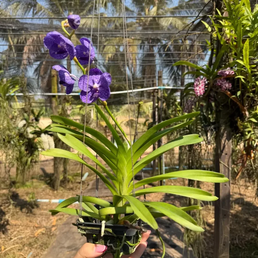 Rare Blue-Grey Hybrid Orchid “Fah Mui”