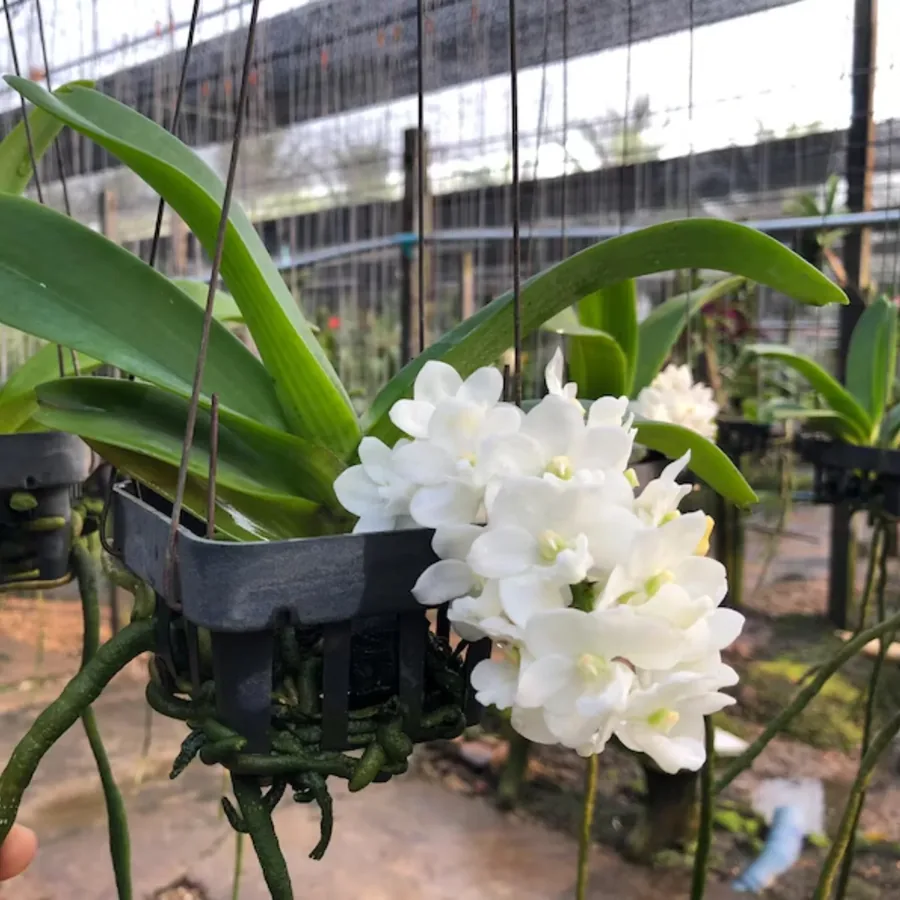 Rhynchostylis White Cloud