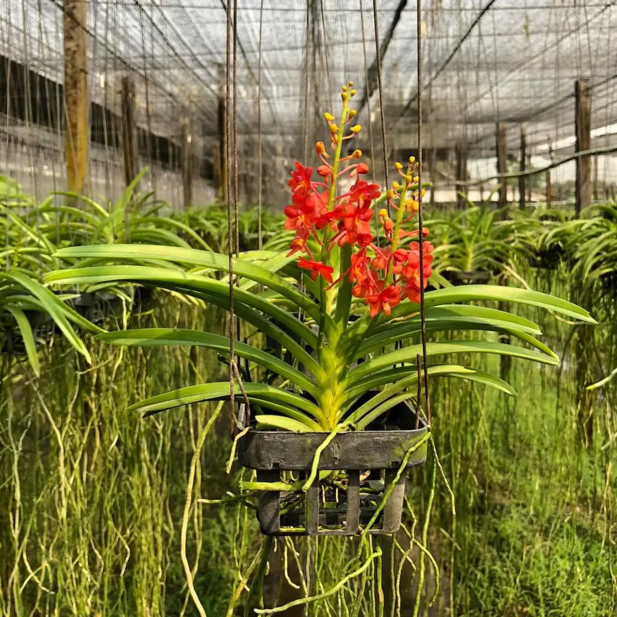 Ascocentrum curvifolium rouge