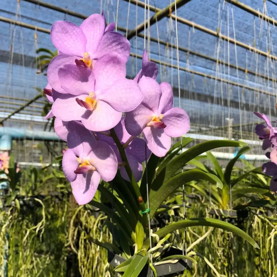 Ascocentrum Sweet Pastel