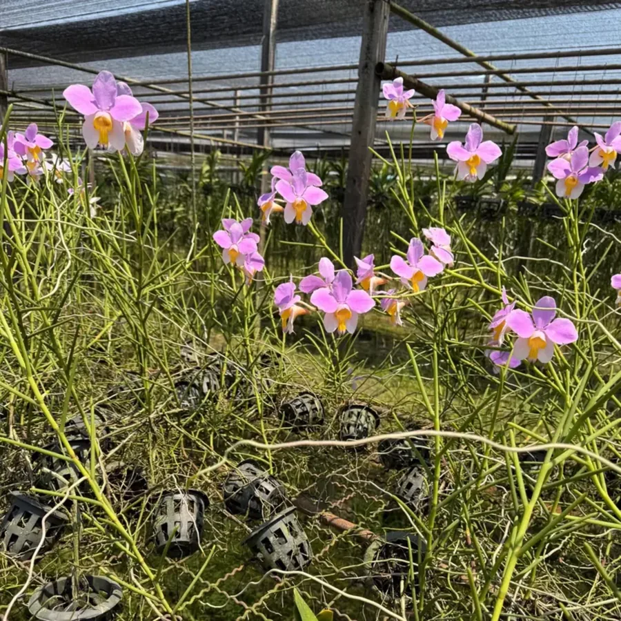 Vanda Bambo