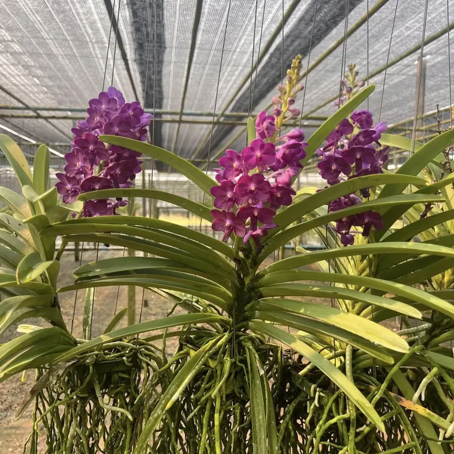 Vanda Bang Sai Star Blue
