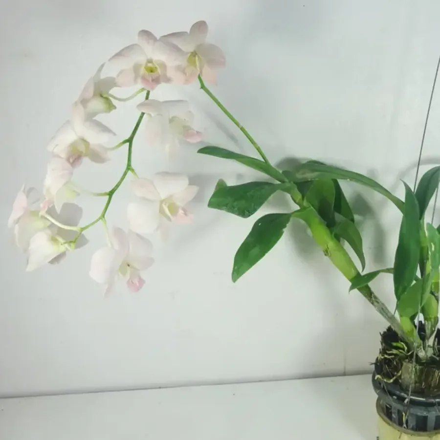 Dendrobium Airey Peach, Blooming Size Houseplant