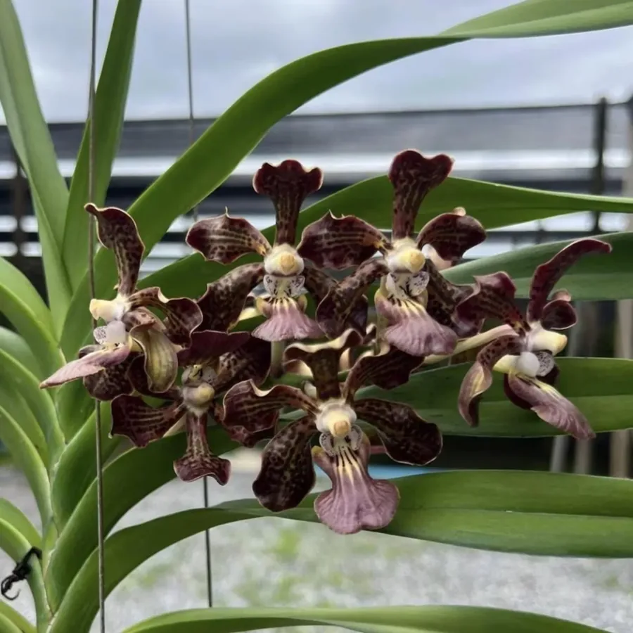 Vanda Black — Lot de 3