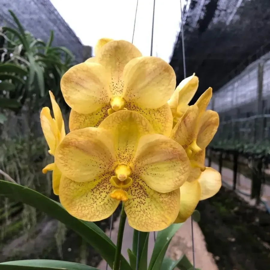 Vanda Yellow — Lot de 4