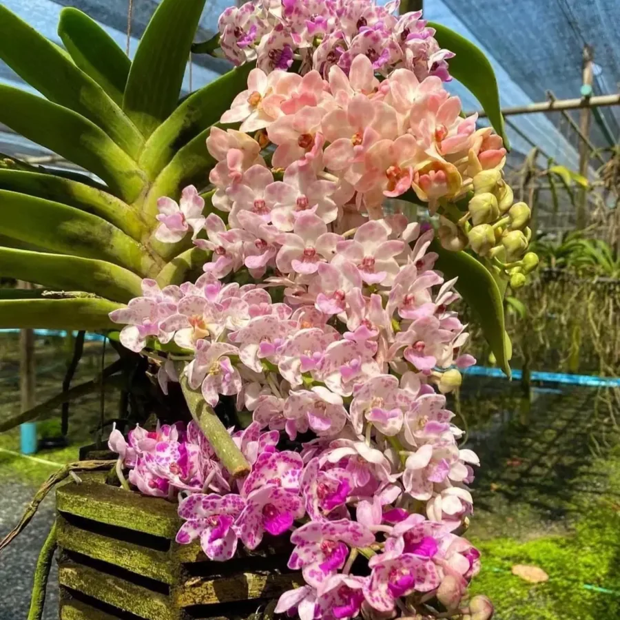 Rhynchostylis gigantea — Jeune plant