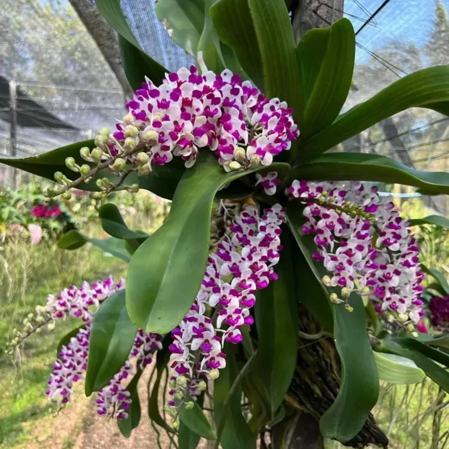 Rhynchostylis Cartoon