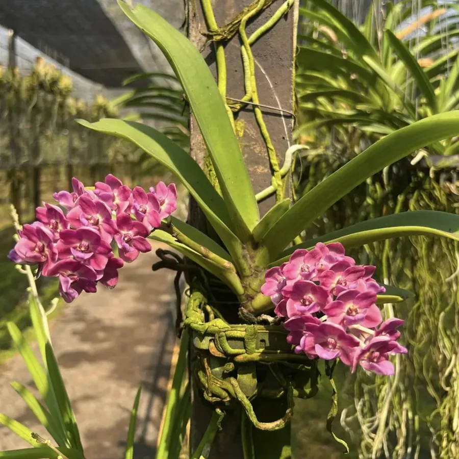 Blue Rhynchostylis Orchid – Rare Fragrant Thai Orchid
