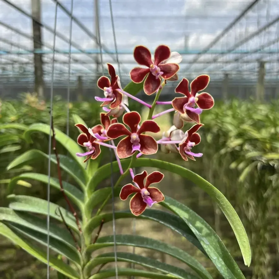 Fragrant Philippine Scented Hybrid Seedling Vanda Orchid – Rare Baby Orchid, Tropical Collector’s Plant