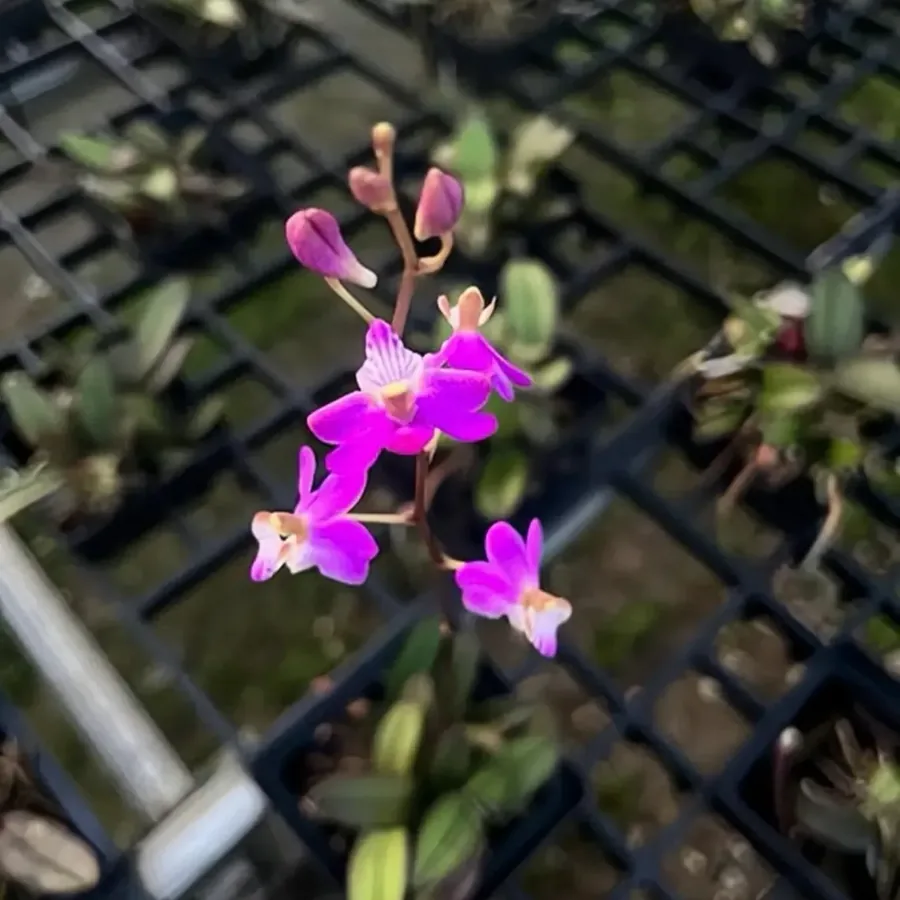 Doritis pulcherrima – Thai Ground Orchid, Long Flower Spikes, Purple Pink Native Orchid