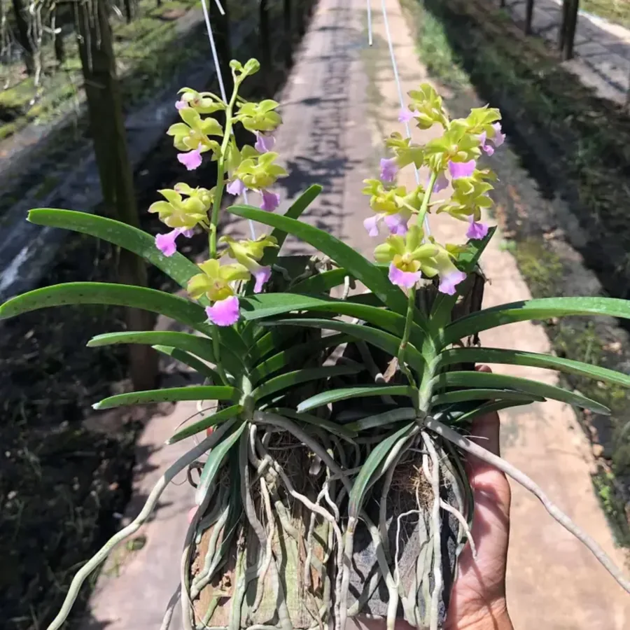 Vietnam Rose × Rhynchostylis coelestis