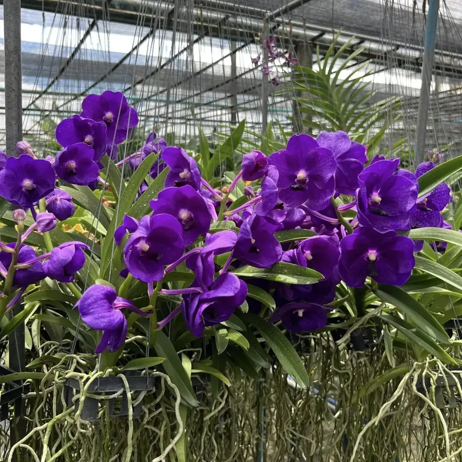 Vanda Tristar Blue