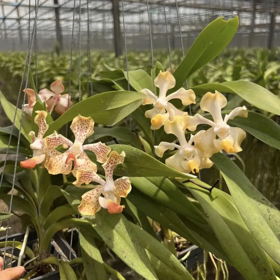 Vanda Sam Poi Khun Tan
