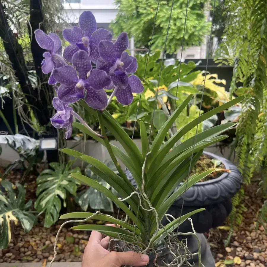 Rare Thai Orchid Fragrant Vanda Hybrid Tristar Blue