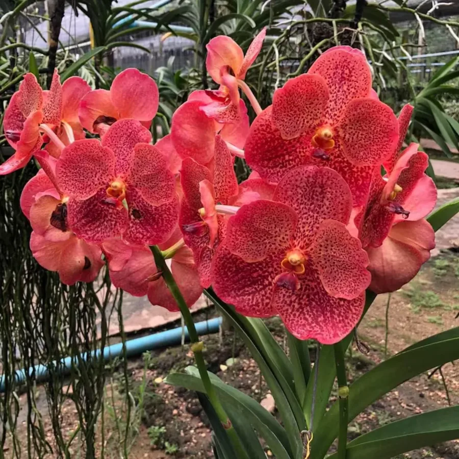 Set of 4 Crimson Flame Vanda Orchid Seedlings
