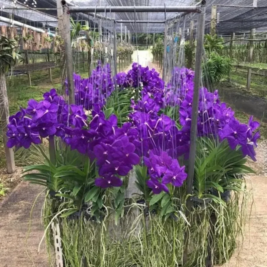 Set of 4 Vanda Patchara Blue Orchid Seedlings Violet-Blue Blooms
