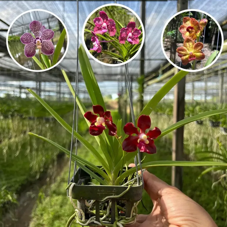Duo d’orchidées parfumées