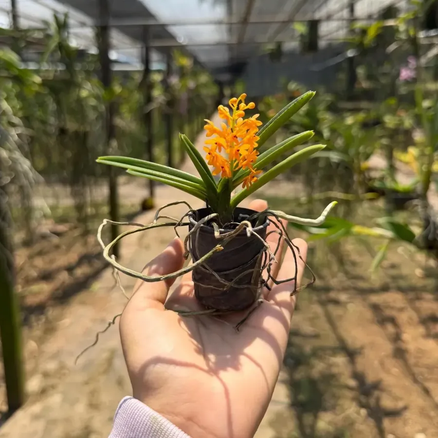 Orchidée orange miniature