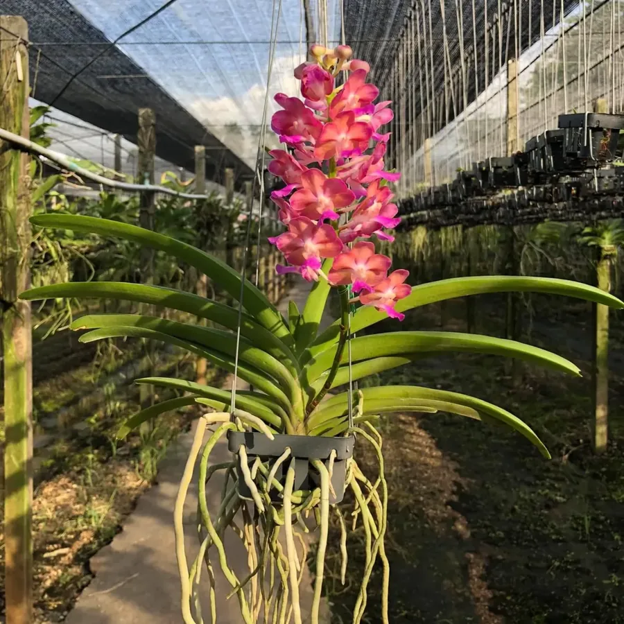 Vanda