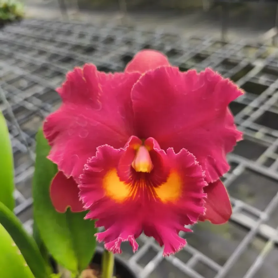 Orchidée hybride exotique
