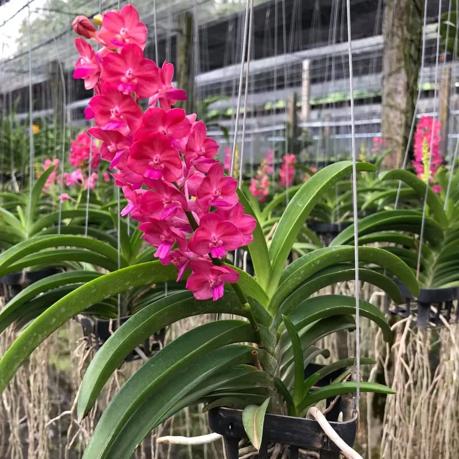 Vanda rose intense