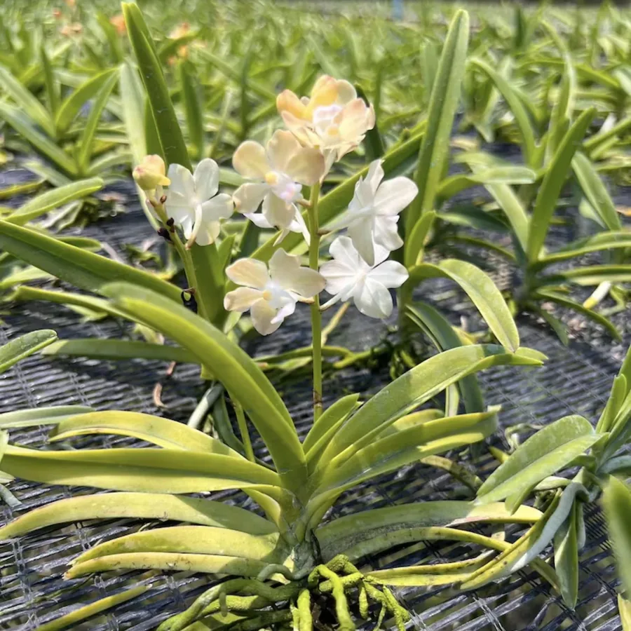 Mini Vanda OrchidMixed Colors