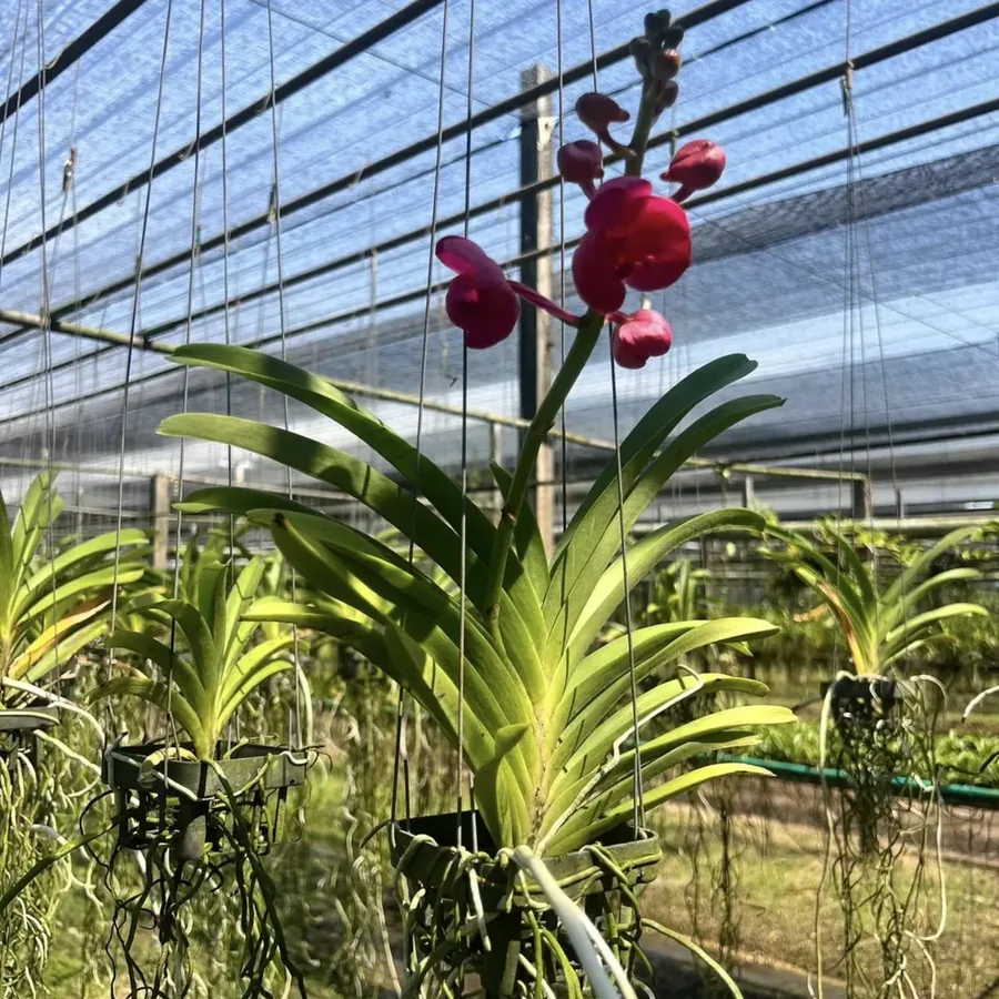 Vanda Saint Valentine