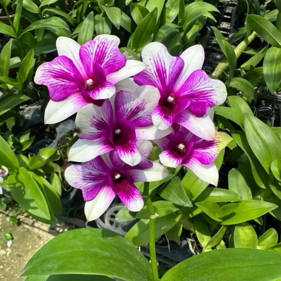 Dendrobium