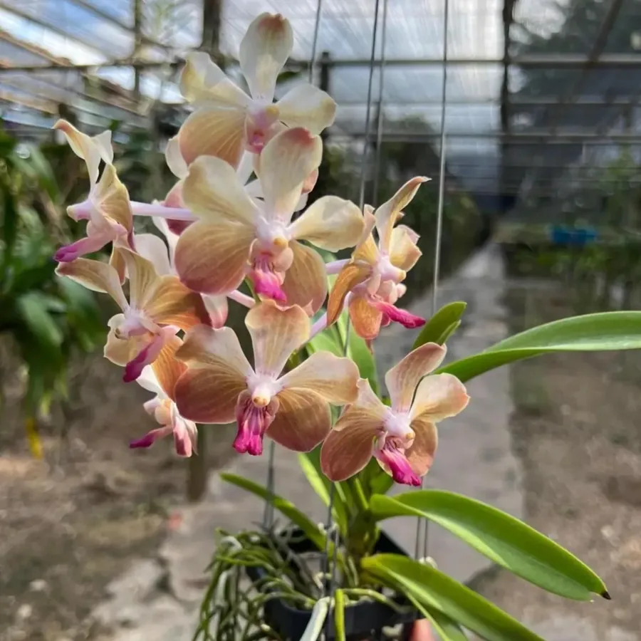Vanda Lamellata pastel