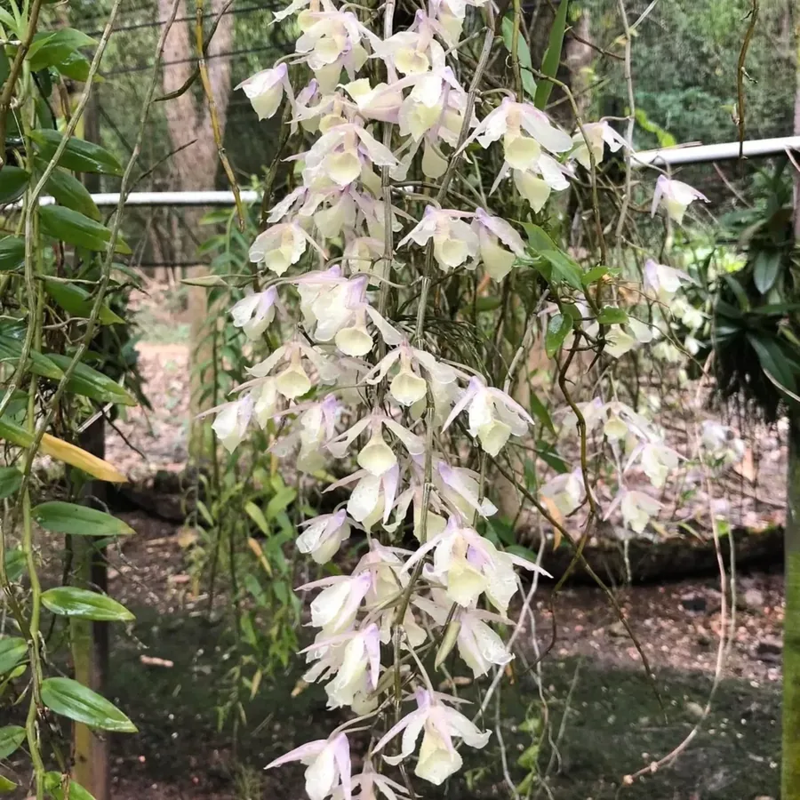 Den. aphyllum “Silk Orchid”