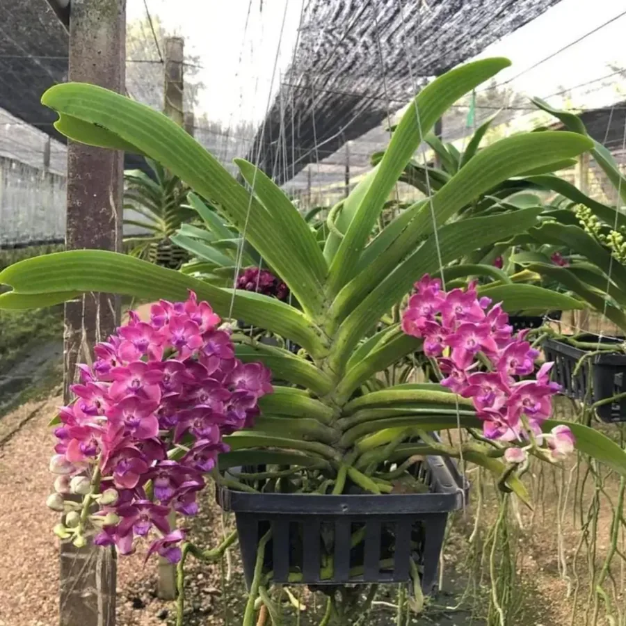 Rhynchostylis gigantea — Lot de 3