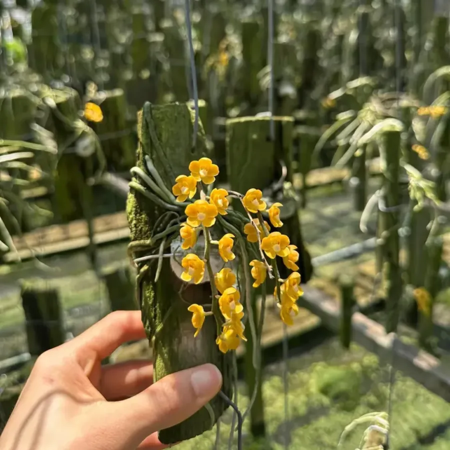 Chiloschista viridiflora