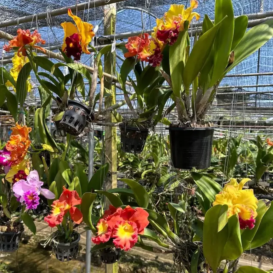 Cattleya hybride multicolore