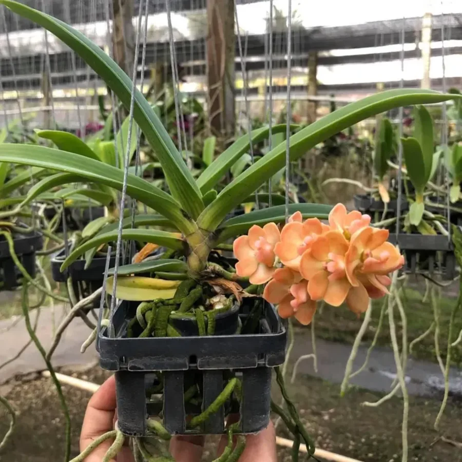 Orange Rhynchostylis Orchid