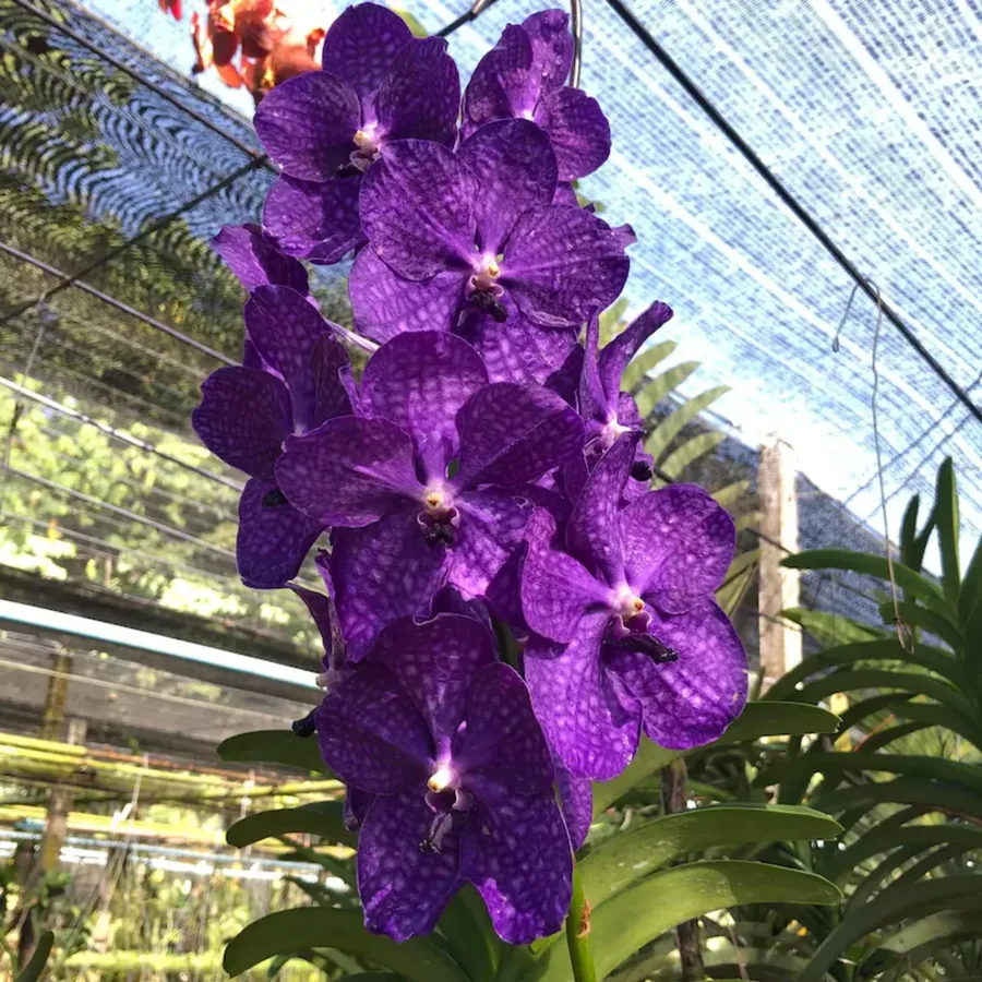 Vanda violet profond