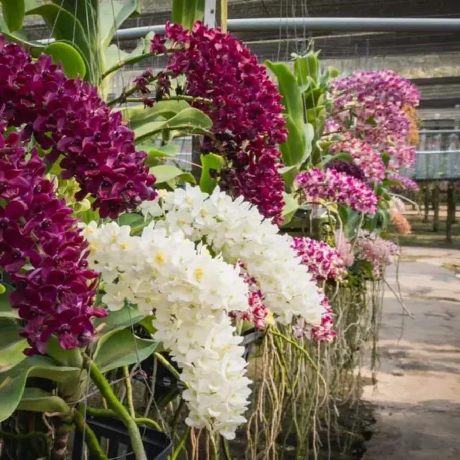 Rhynchostylis gigantea — Surprise