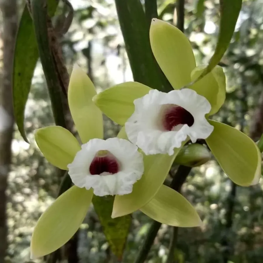 Vanilla albida de Krabi