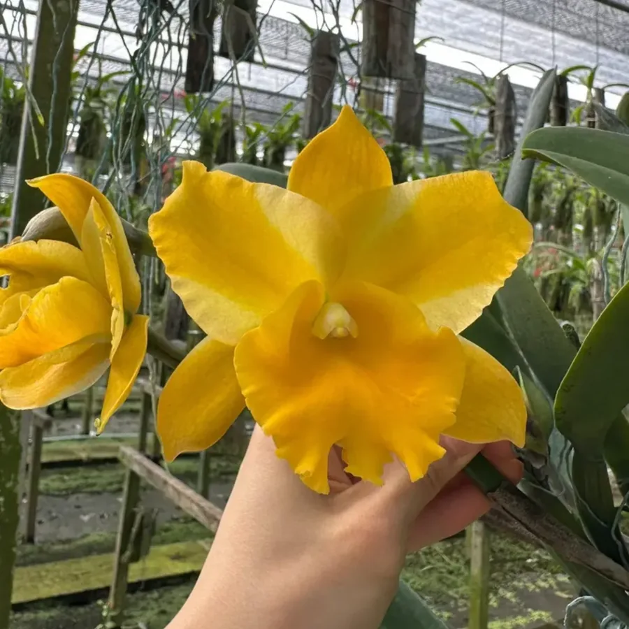 Mini Cattleya Seedlings